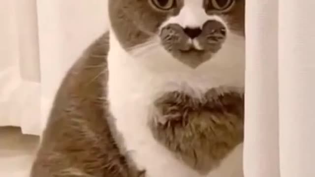 Rate my new look 1-10#tiktokcats