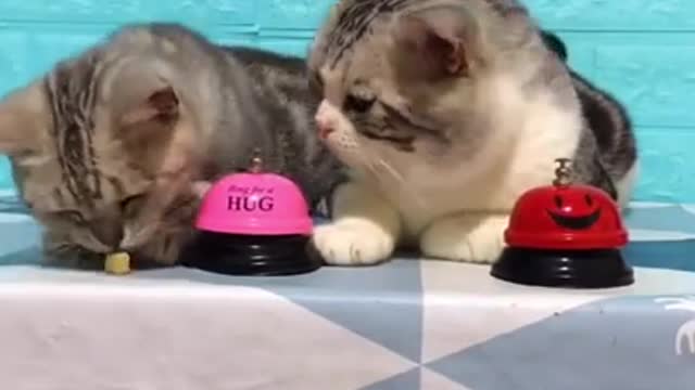 Lovely Cat, black cat, cats, funny cats, funny cat videos, cat reward