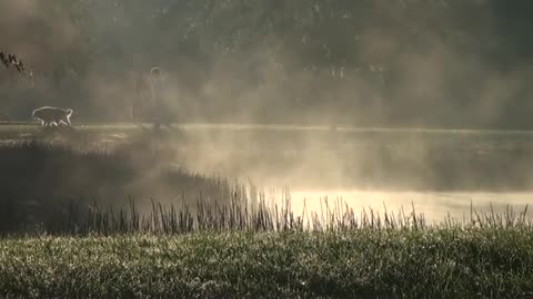 Foggy Morning ,Walking