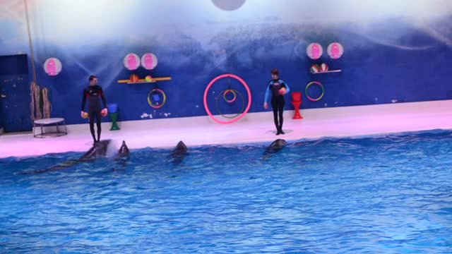 dolphin show dubai