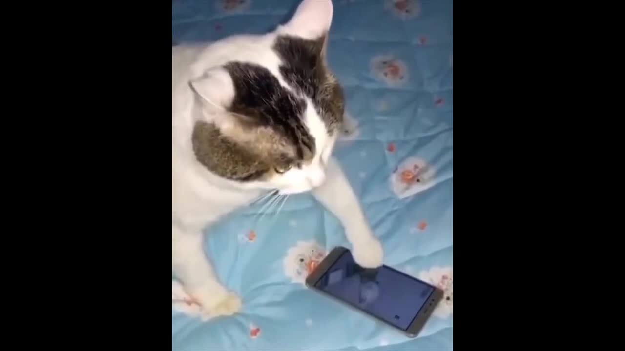 Cat Playing Game On Phone