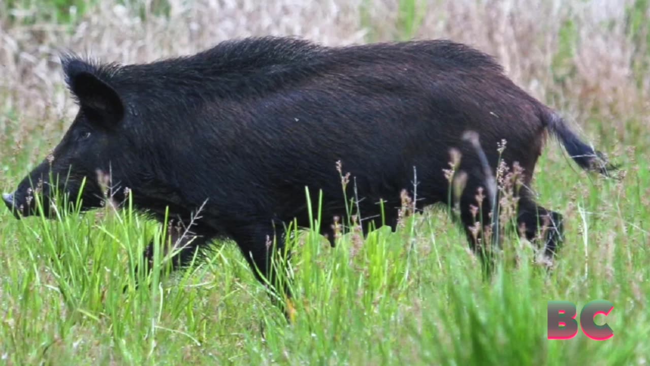 Wild pigs, conquering all Florida counties, now taking over USA