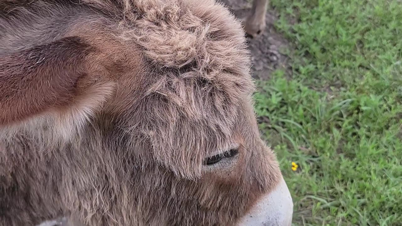 Curly Fur After a Rain: Adorable Donkeys' Muddy Morning!