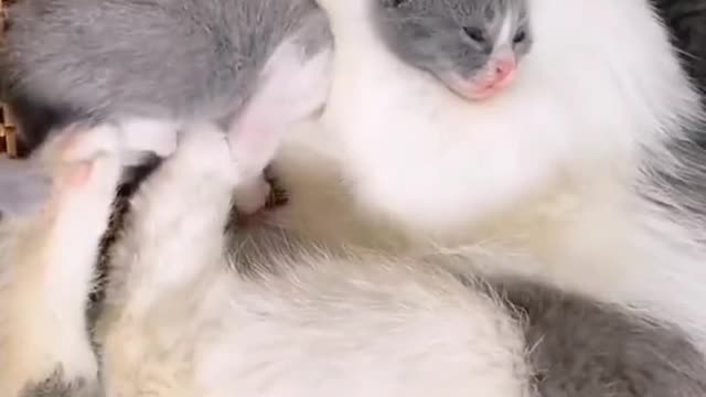 This is the mother cat's way of teaching her children a lesson