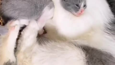 This is the mother cat's way of teaching her children a lesson