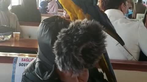 A little boy is crying out for a parrot