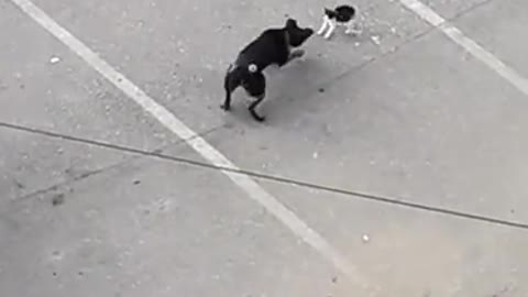 Dog & Cat real fight