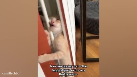Orange Cats rule the World of Cat Comedy 😹