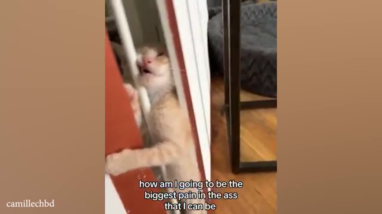 Orange Cats rule the World of Cat Comedy 😹