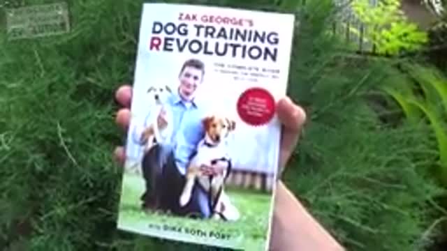 Dogs Training