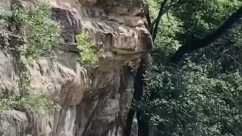 puppy cliff diving