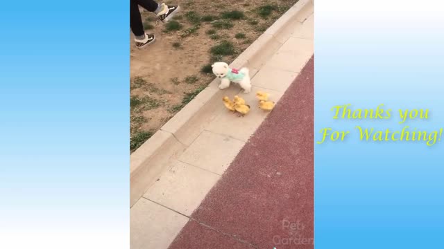 Best Funny Pet Videos Of The Cute 😹 Cats And 🐶 Dogs Reactions