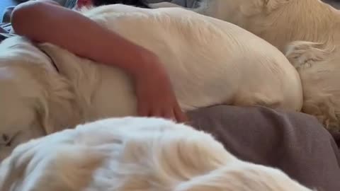 Dogs Wake Teenager up!