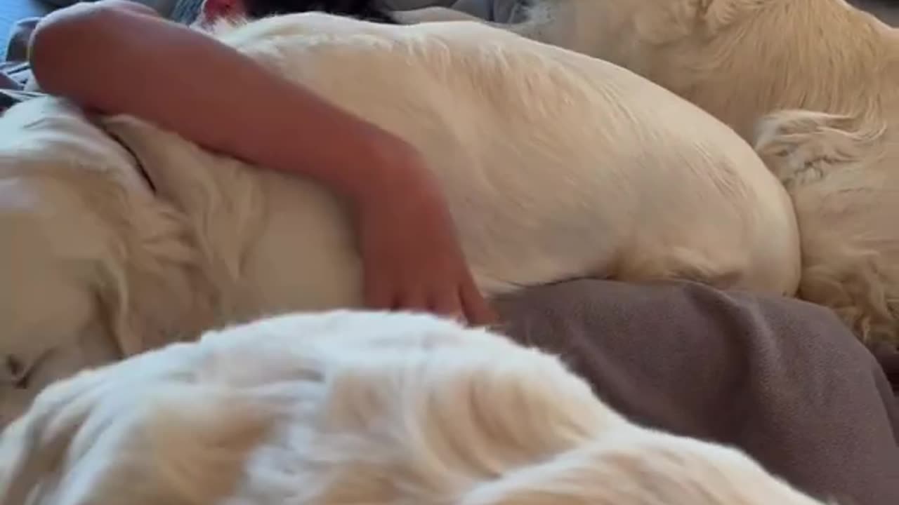 Dogs Wake Teenager up!