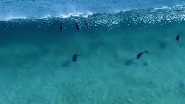 Dolphins and waves