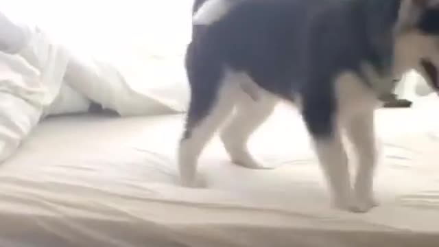 Husky scared from jumping pees on bed - Hilarious !