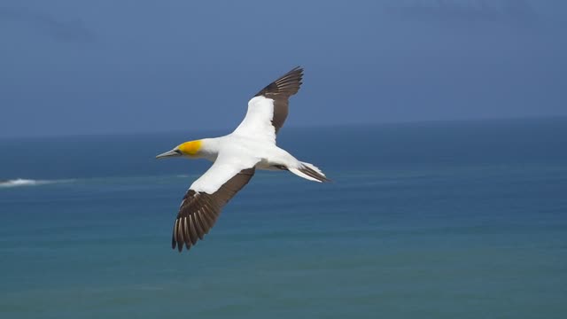 Adorable Lost Baby Gannet Bird Flying Near Canal