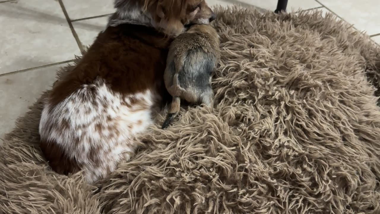 Pup Plays With Prairie Dogs