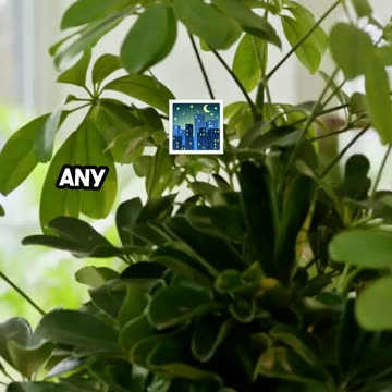 Thriving in the Dark_ Light-Free Houseplants!