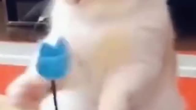 Cute Cat Playing solo