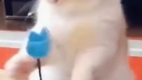 Cute Cat Playing solo