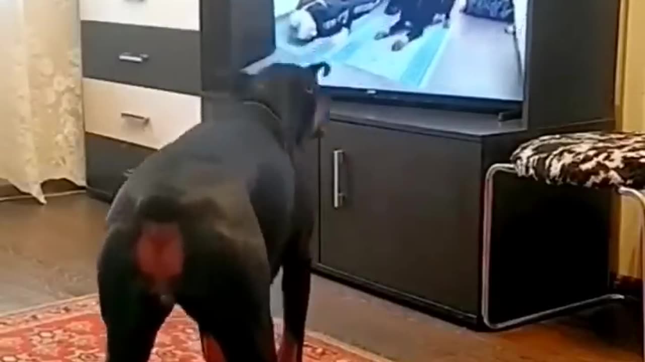 Funny videos