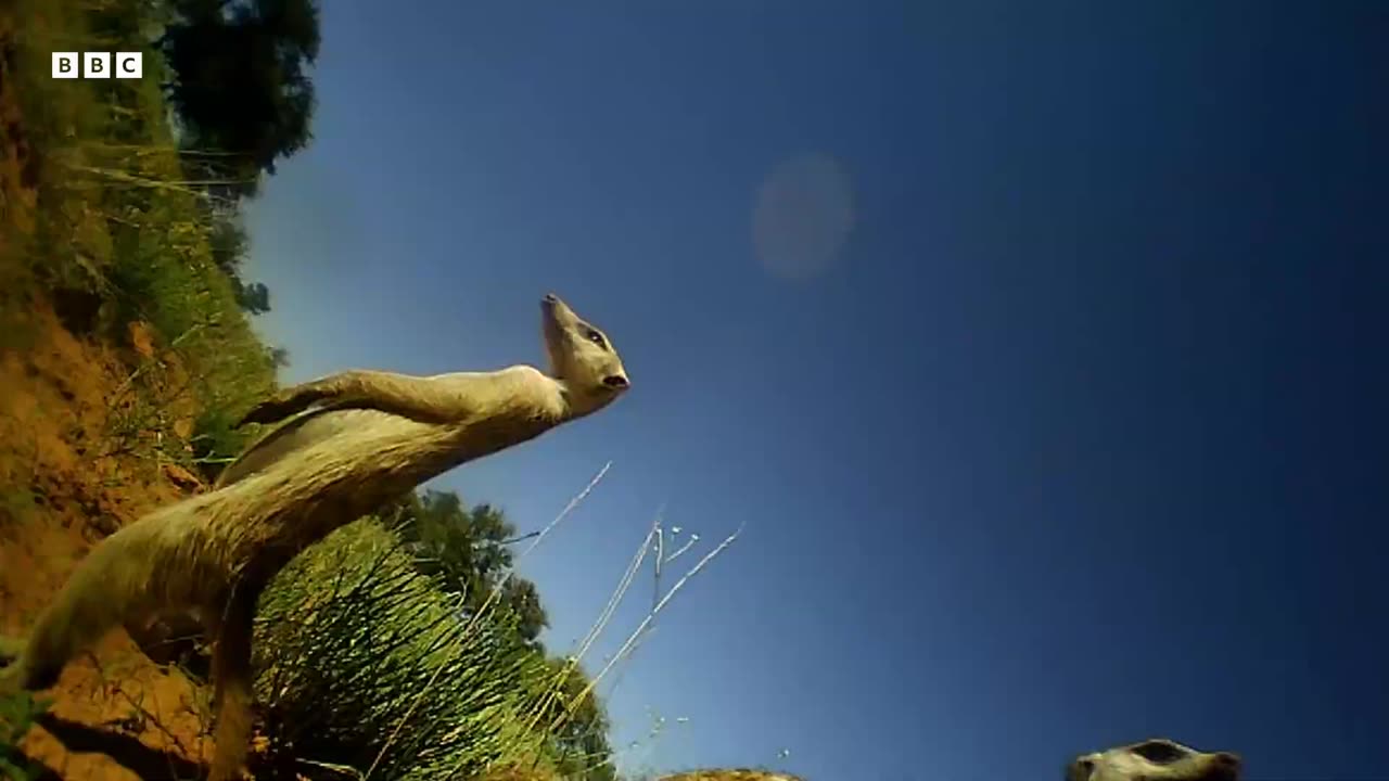 Whats it Like to be a Meerkat Animals With Cameras BBC Earth