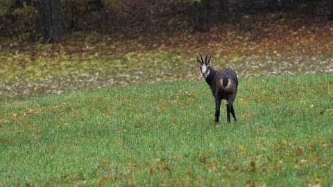 Discover This Rare Species of Gazelle: A Majestic Sight