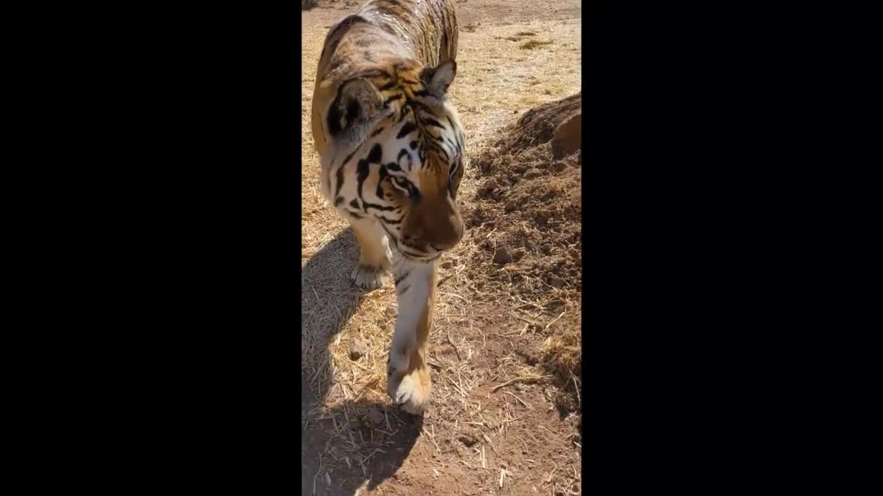 amazing to see a tiger imitating a buffalo