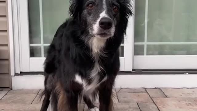 funny dog video