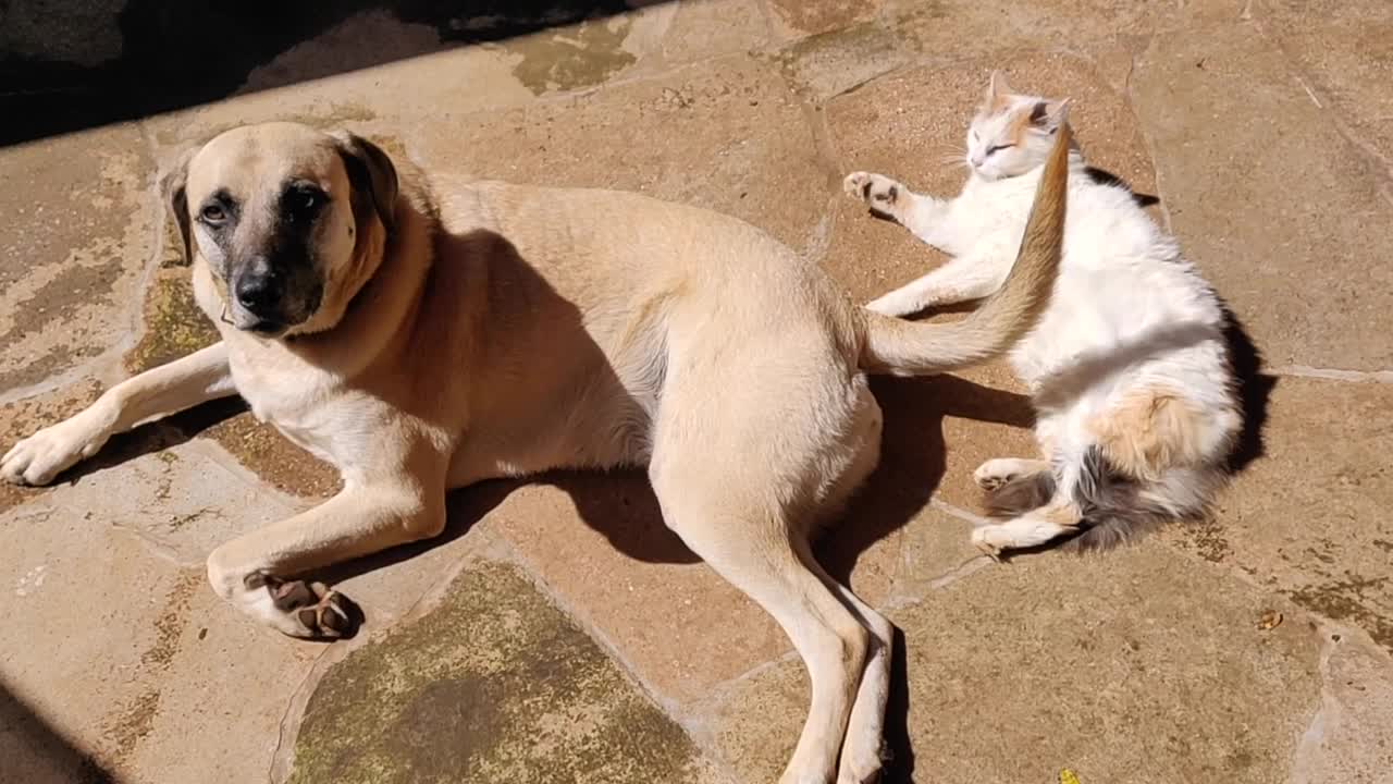 Cat loves getting hit by dog's wagging tail