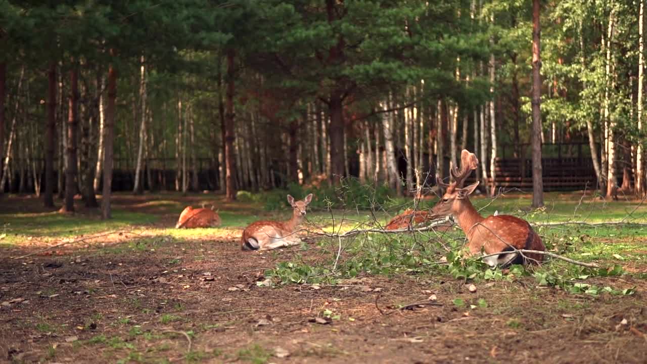 a group of baby deer lying in front of forest