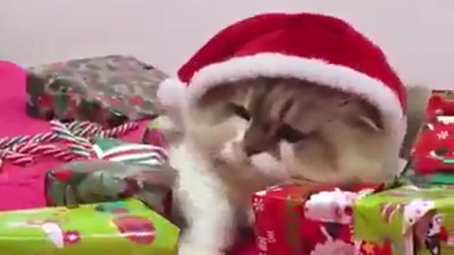 βItβs not Christmas yet!β π