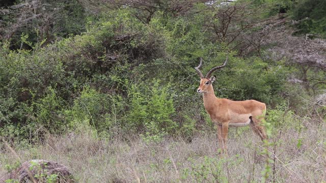 A suspicious Deer
