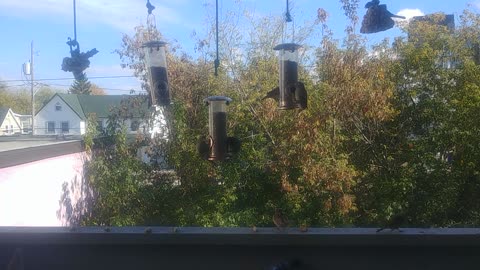 Rain Song for the Songbirds !!