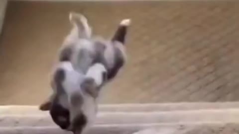 Dog vs Stairs