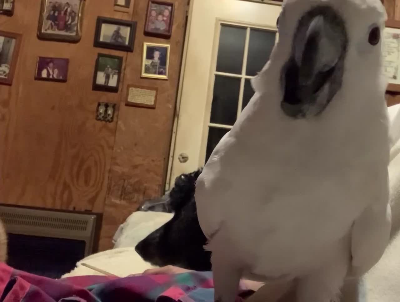 Cockatoo enjoys beak trimming