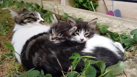 My cat and her kids, they take a nap in the afternoon.