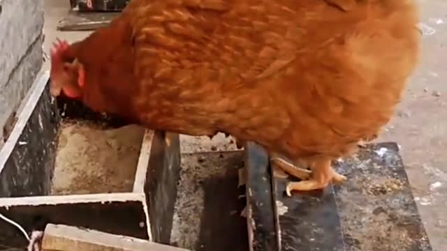 Feed the chicken in a rotten way