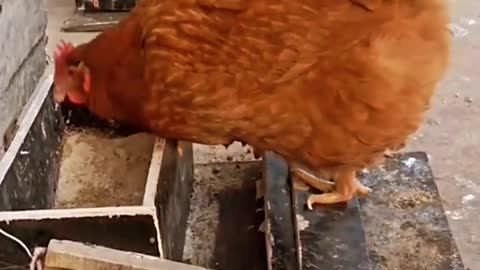 Feed the chicken in a rotten way