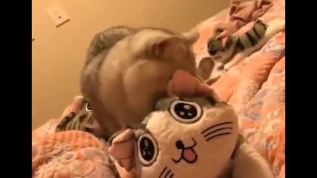 Most funny complication video cute cat