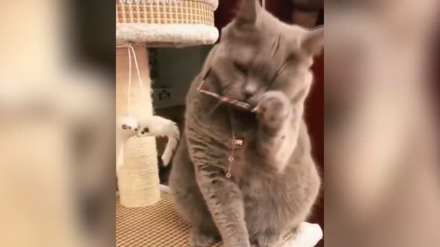 Funny Pets insane 8