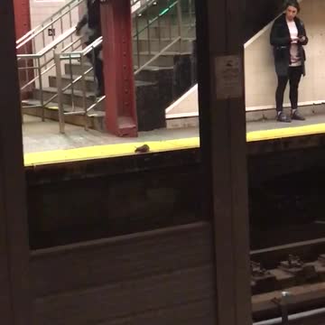 Yellow rat runs around yellow line subway terminal