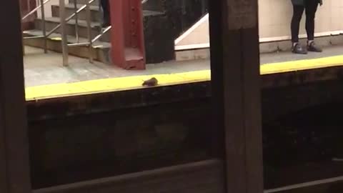 Yellow rat runs around yellow line subway terminal