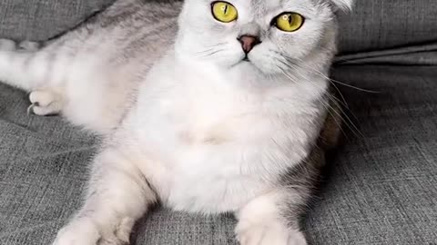 cat#pet