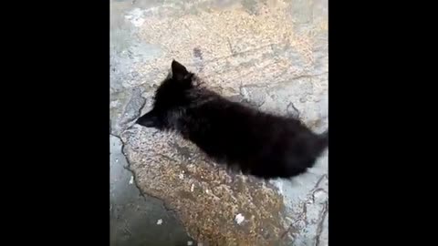 The blind kitten and the fighting cats.