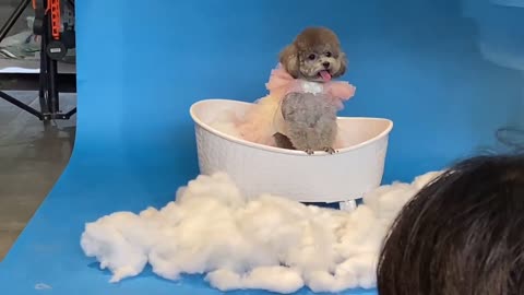little teddy