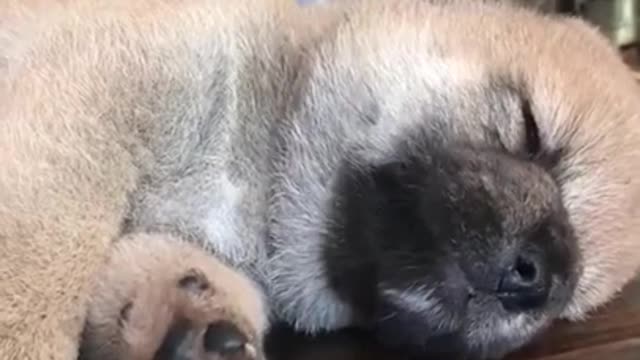 Animals never fail to make us laugh Super funny animal compilation.