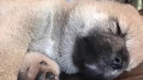 Animals never fail to make us laugh Super funny animal compilation.