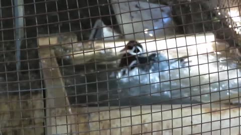 Hatching of an emu chick